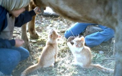 Leche gratis!