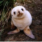Foto bonita y tierna de una foca bebé