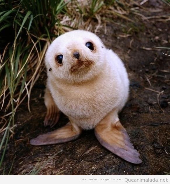 Foto bonita y tierna de una foca bebé