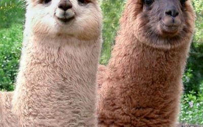 Foto tierna del día: dos llamitas