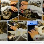 Fotos graciosas gatos en medio del ordenador y tu