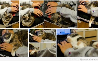 Mi ordenador, mi gato y yo, esa unión inseparable