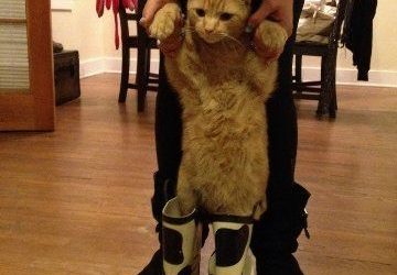 El gato con botas (de agua)