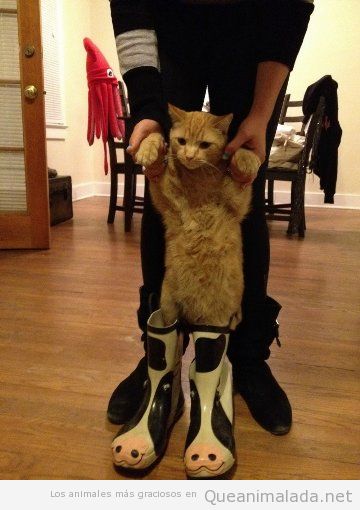 Gato con botas de agua con estampado de vaca