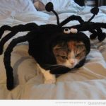 Gato disfrazado de araña