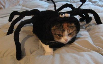 El gato araña