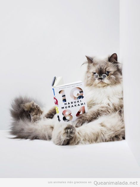 Foto graciosa de un gato leyendo novela Haruki Murakami