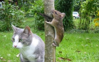 Gato vs hamster.. versión EEUU
