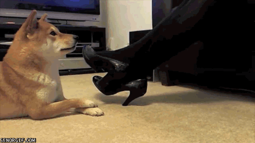 Gif animado gracioso de un perro cruzando las piernas imitando a su dueña