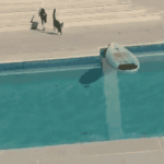 Gif gracioso de un gato que cruza la piscina en tabla de surf