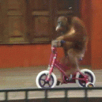 Gif animado gracioso de un mono en bicicleta