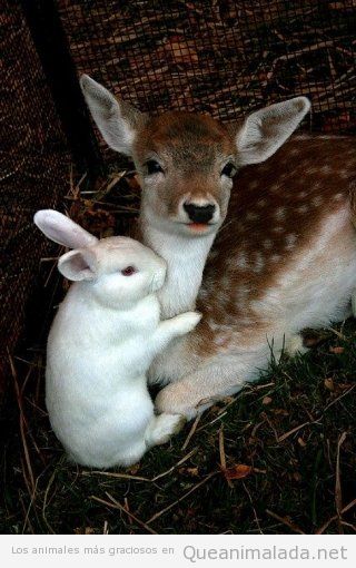 Imagen preciosa de ciervo y conejo