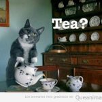 Foto divertida de un gato sirviendo una taza de te