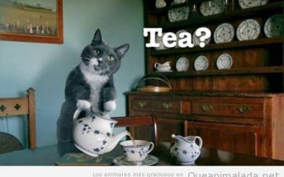 Would you like a cup of tea? (with British accent)