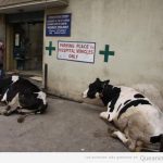 Fotos curiosas de vacas aparcadas en el sitio de las ambulancias en India