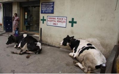 Vacas en la India… un mundo paralelo