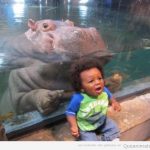 El hipopótamo que sale ridículamente bien en las fotos