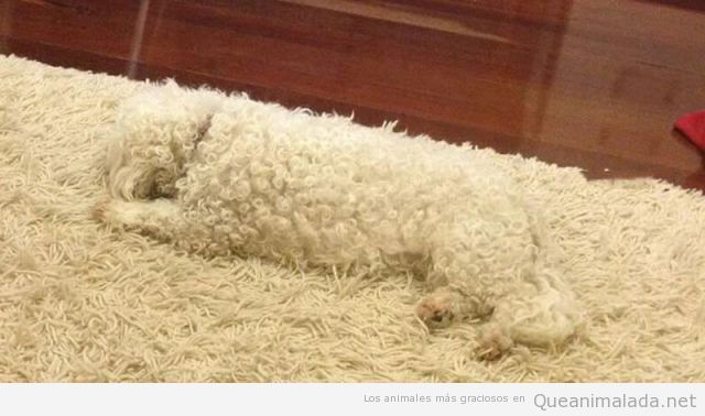 Perro blanco camuflado en una alfombra de pelo blanco