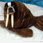 Disfraz original y divertido de morsa para un perro, bulldog francés