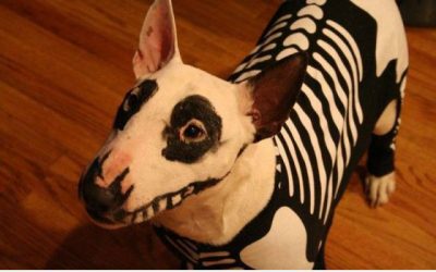 Disfraz para tu perro en Halloween