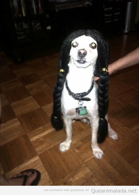 Perro con disfraz y peluca de Pocahontas