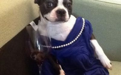 Por fin un disfraz de perro bien digno…