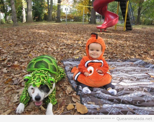 Perro disfrazado de tortuga y un bebé de Nemo