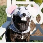 Foto graciosa de un bulldog francés disfrazado de ratón
