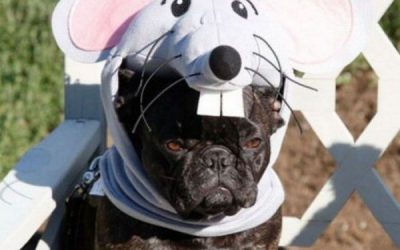 Susanita tiene un bulldog, un bulldog quitín…