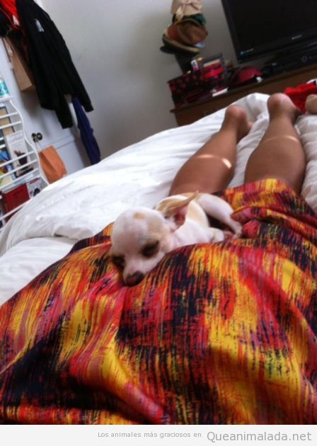 Foto graciosa de perro durmiendo en el trasero de una mujer