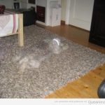 Perro gris camuflado en la alfombra