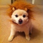 Que no llevo peluca, que soy un cachorro de león