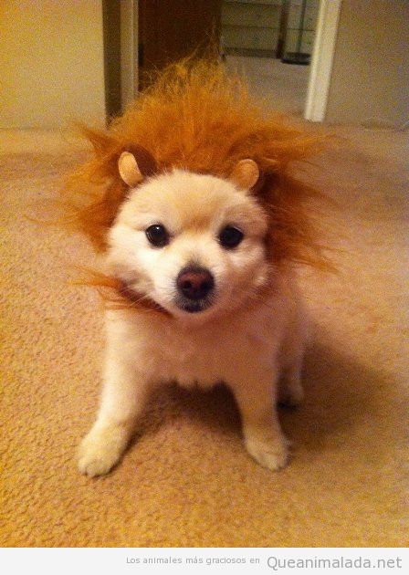 Foto divertida de un perrito con peluca de león