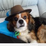 Foto graciosa perro con sombrero