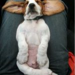 Foto graciosa de un perro con las orejas grandes que parece Yoda