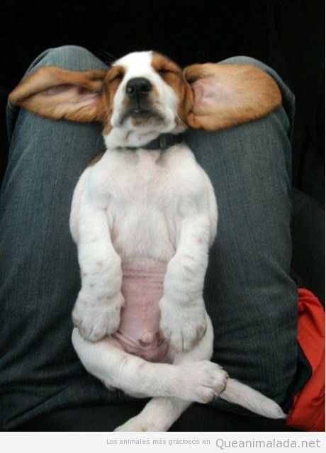 Foto graciosa de un perro con las orejas grandes que parece Yoda