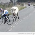 Foto graciosa de una vaca corriendo detrás de un ciclista