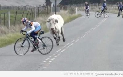 La vaca anti ciclistas
