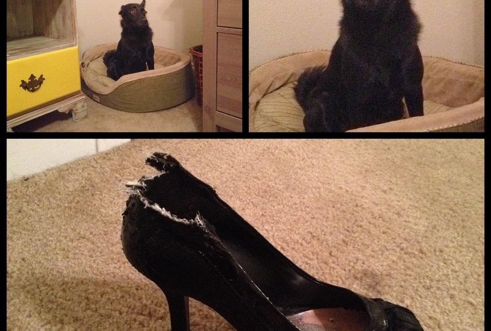 Foto graciosa de un perro que ha mordido unos zapatos