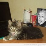 El gato de Einstein