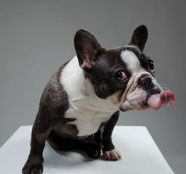 Foto graciosa de bulldog francés que saca la lengua