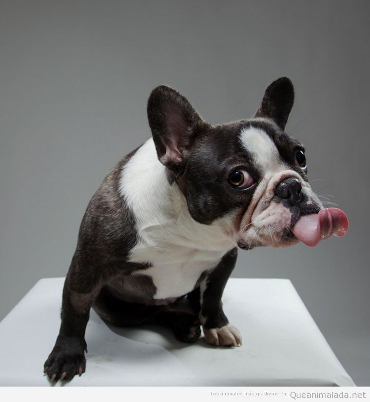 Foto graciosa de bulldog francés que saca la lengua