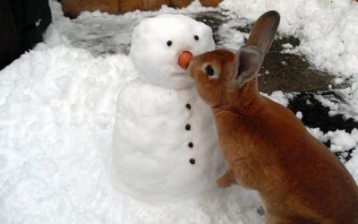 Conejo y muñeco de nieve…