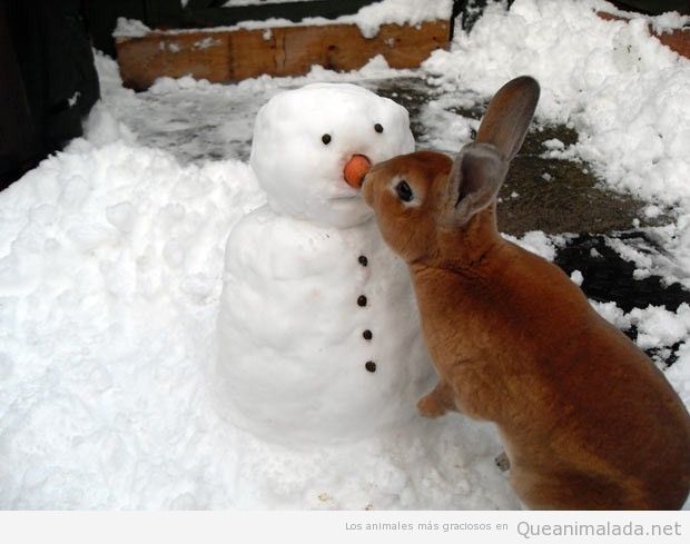 Foto graciosa de un conejo comiéndose la zanahoria de la nariz del muñeco de nieve