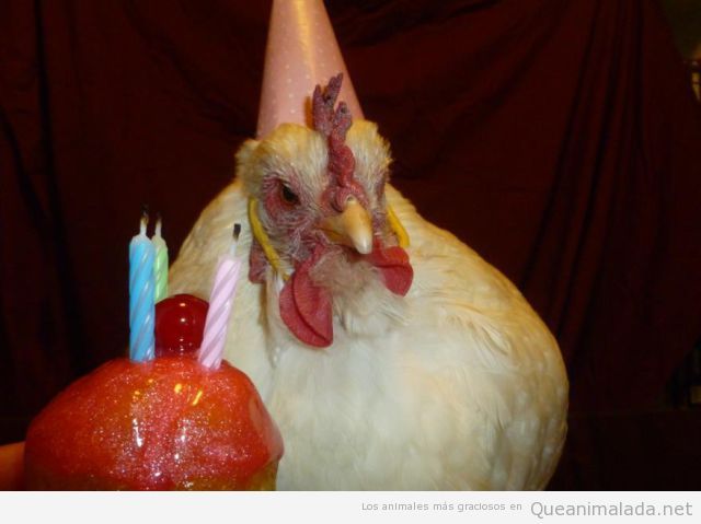 Imagen graciosa de una gallina de cumpleaños