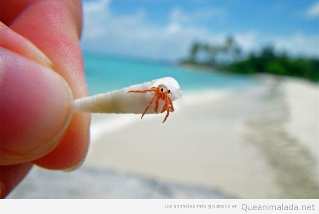 Foto bonita de un cangrejo ermitaño muy pequeño