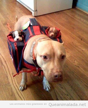 Imagen de una perra llevando a sus cachorros en dos mochilas