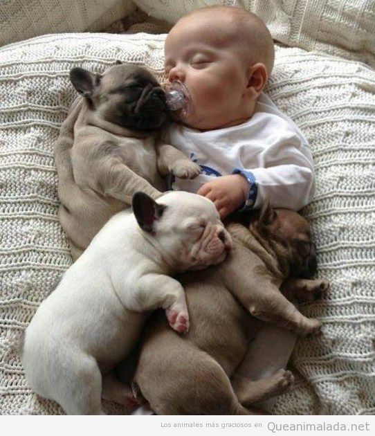 Imagen bonita de un bebé con cachorros de perro