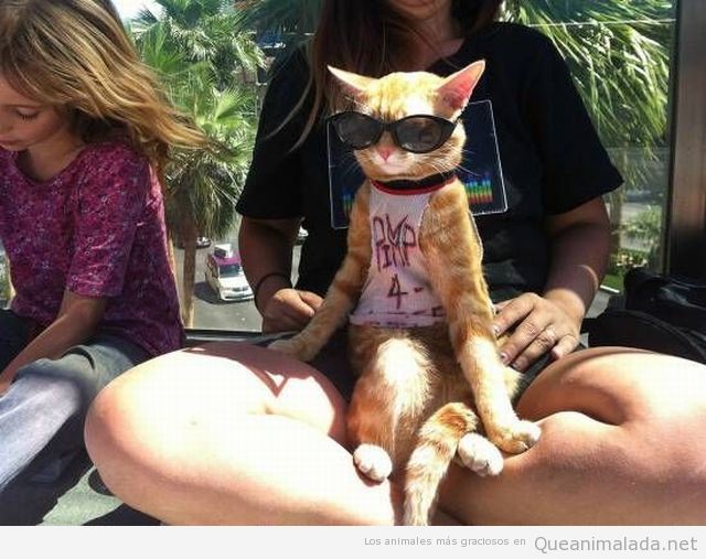 Foto graciosa de un gato con gafas de sol