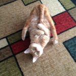 Imagen graciosa de un gato cogiéndose la cola